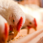 Entendiendo las diferencias entre un Protector Hepático y un Modulador Hepático en Avicultura