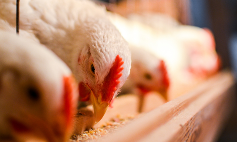 Entendiendo las diferencias entre un Protector Hepático y un Modulador Hepático en Avicultura
