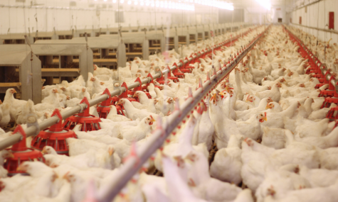 La Importancia de un Programa de Monitoreo en Salud Intestinal en una Granja Avícola